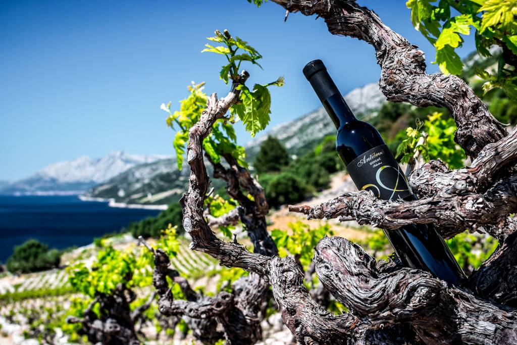 Wine, vineyard and the Pelješac coast