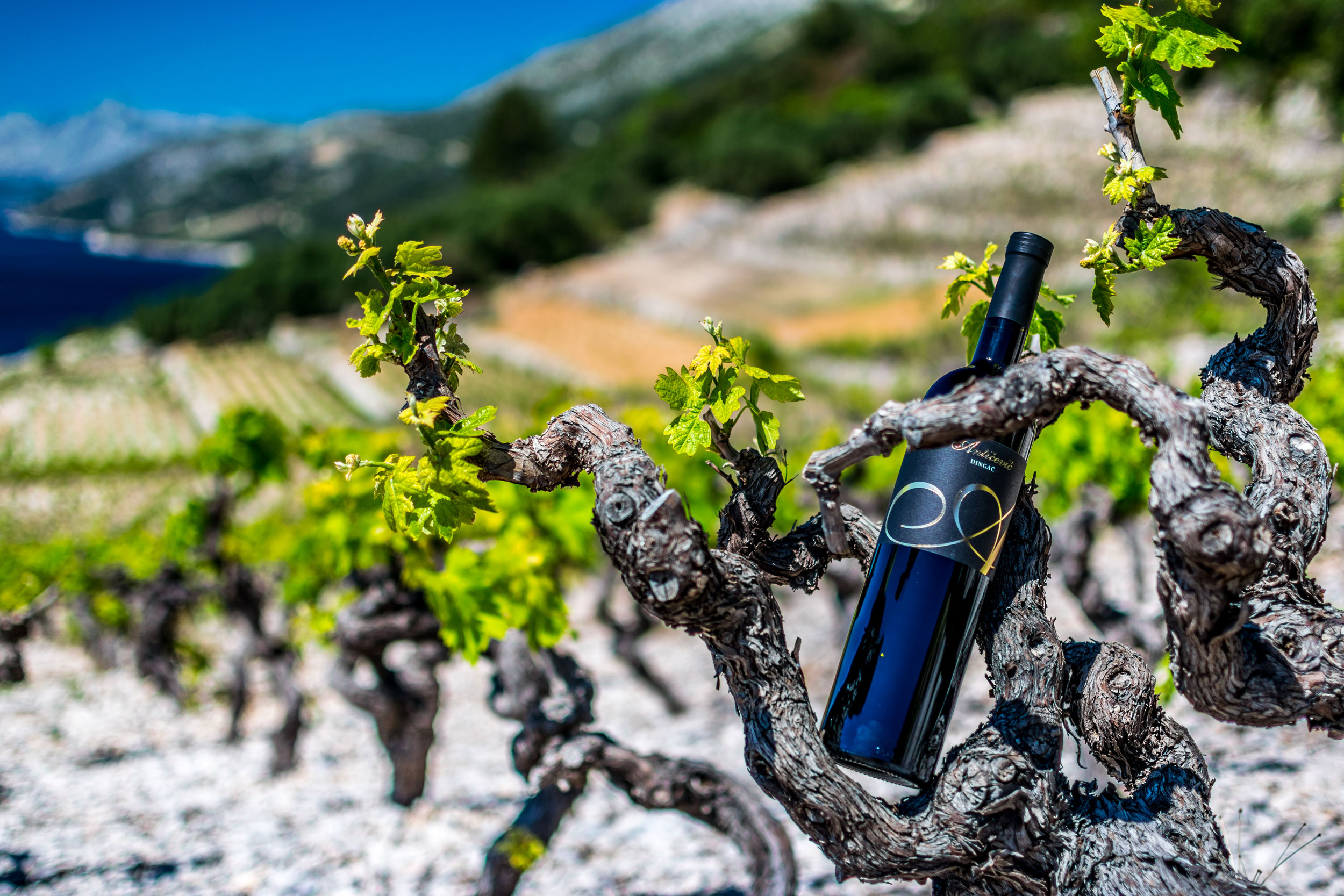 Antičević wine by a grapevine overlooking the sea on Pelješac